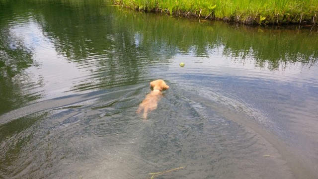 15 Zing Fetches a Tennis Ball